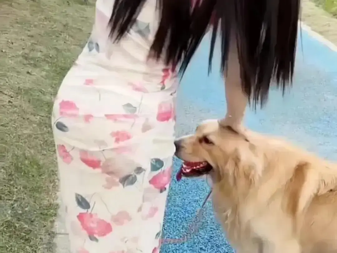 《抖音香香公主与爱犬金毛》高能日常互动完整版在线高清免费观看-抖音香香公主与爱犬金毛直播回放无广告网盘资源免费秒播